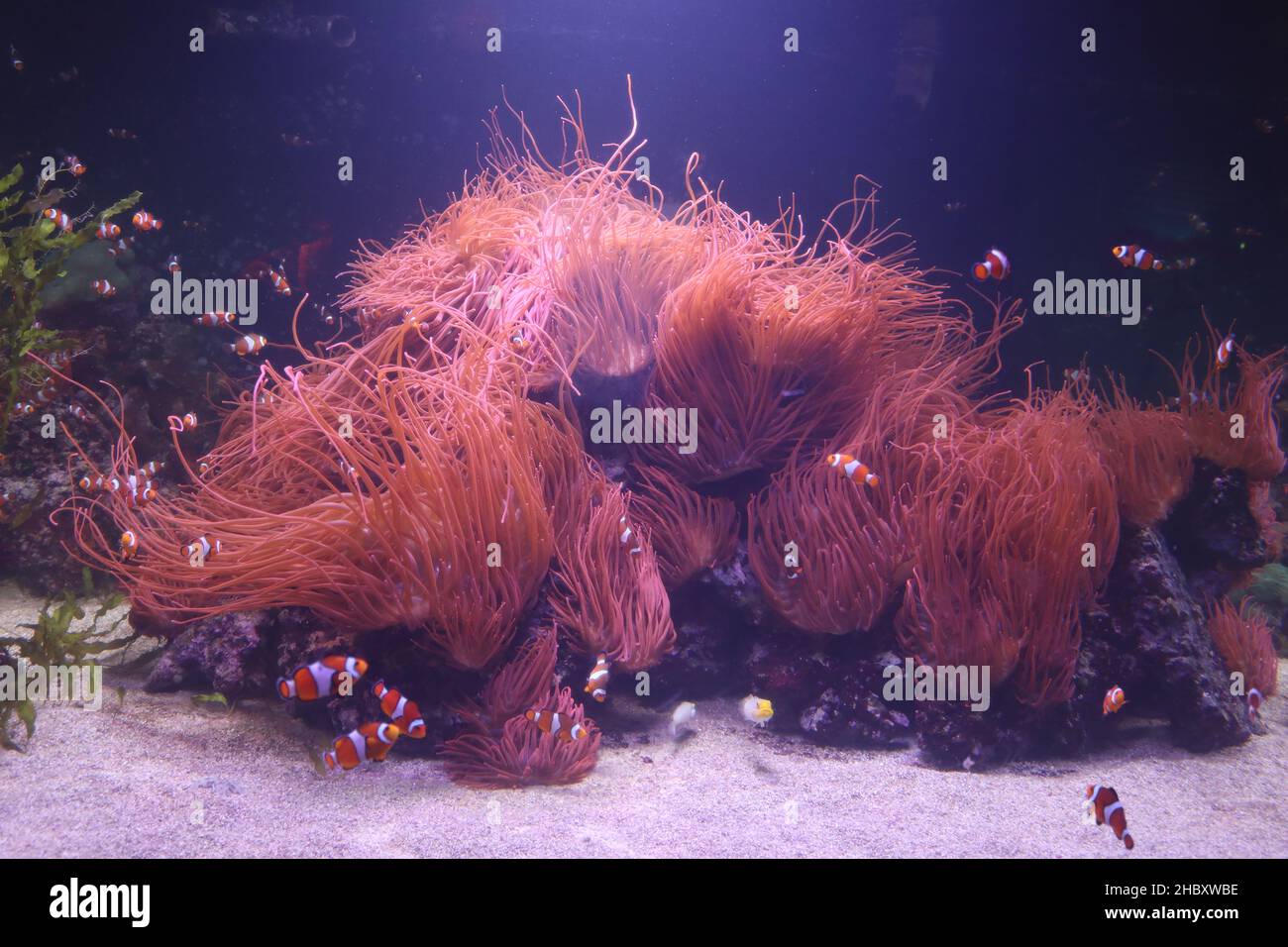 A group of clownfishes near a reef in the ocean Stock Photo