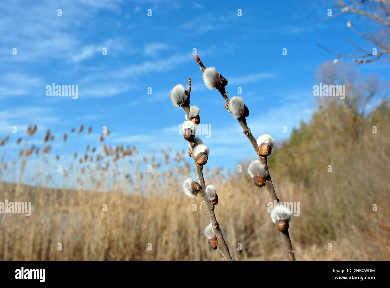 Twigs of a blossoming white fluffy willows and reeds, blue sky, spring sunny day Stock Photo