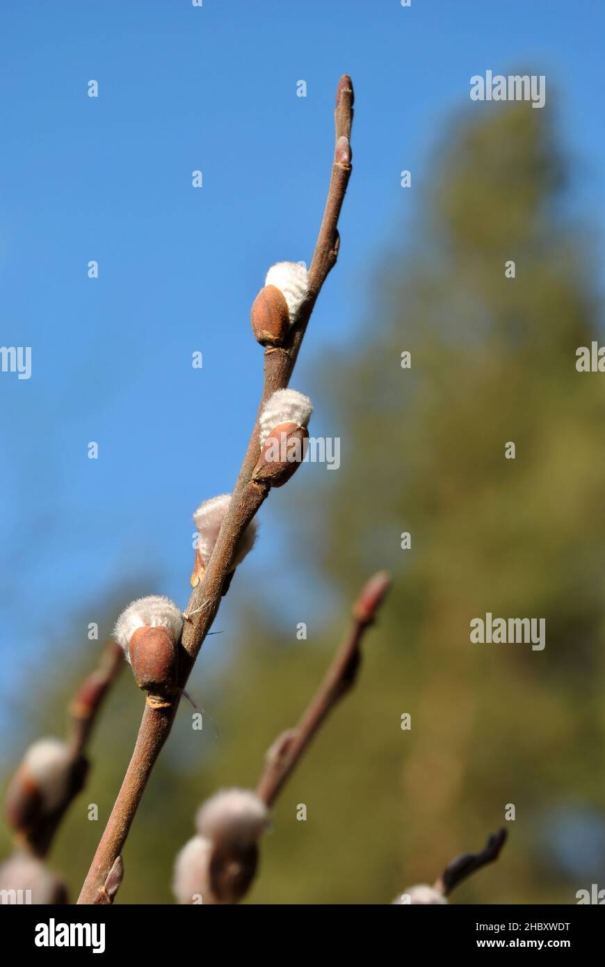 Twigs of a blossoming white fluffy willows and trees, blue sky background, spring sunny day Stock Photo