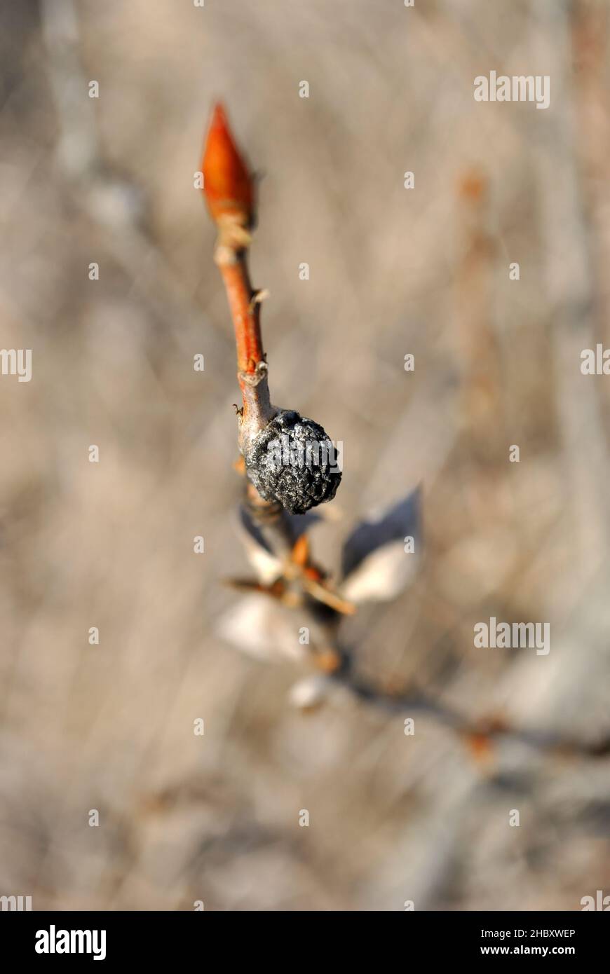 Poplar twig with young white buds and gray dry leaf, soft blurry brown  background,  sunny spring day Stock Photo