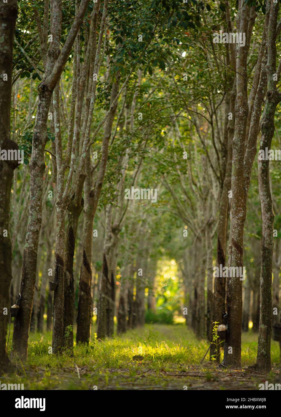 Tunnel view rubber trees (Hevea Brasiliensis). Rubber tapping Malaysia. Stock Photo