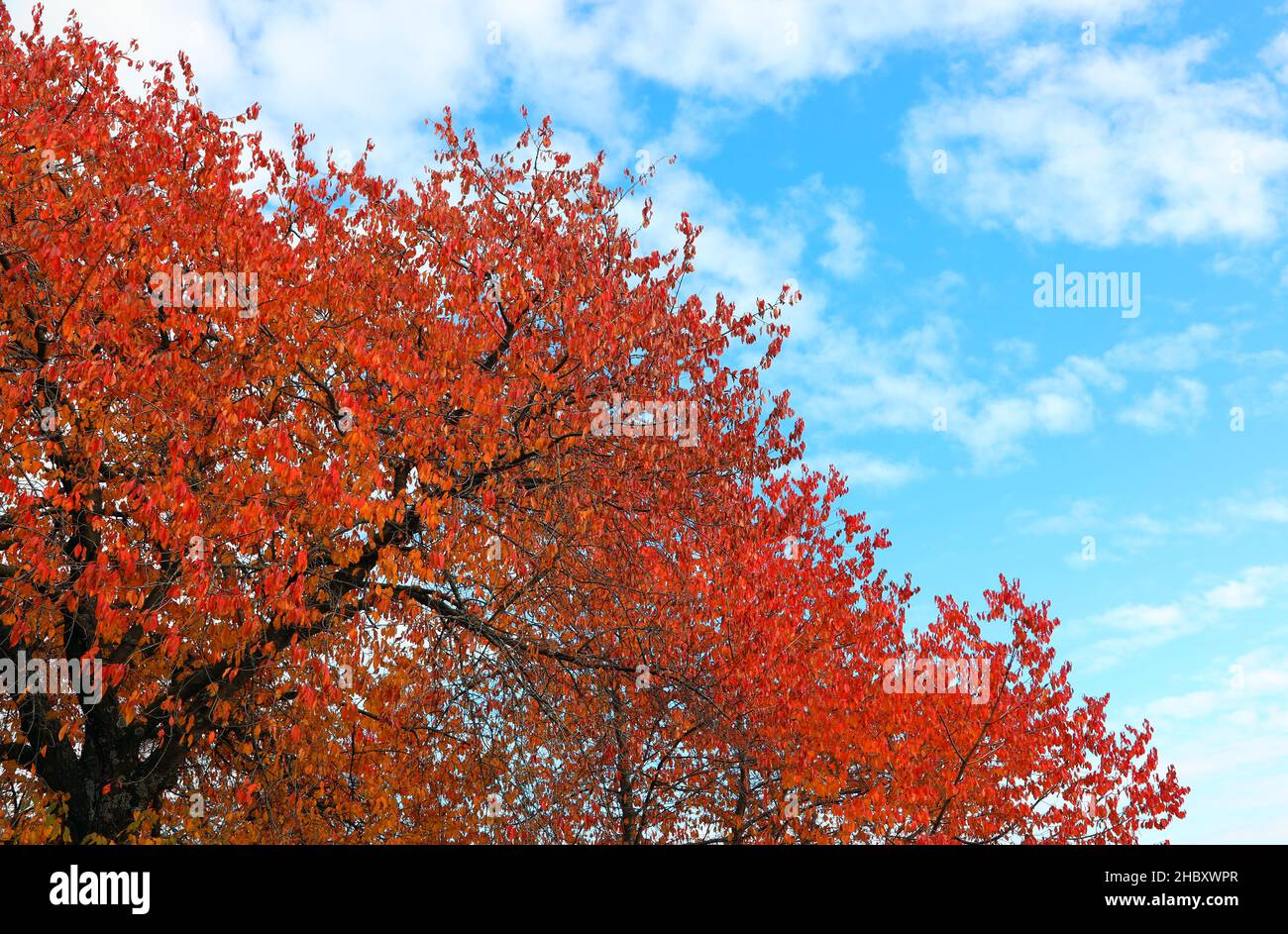 autumn background with many red leaves in the branches of the tree and ...