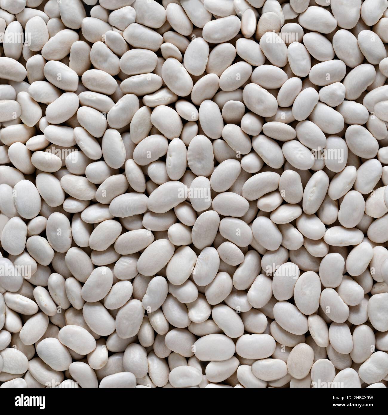 Seamless texture of background of white beans. Top view Stock Photo Alamy