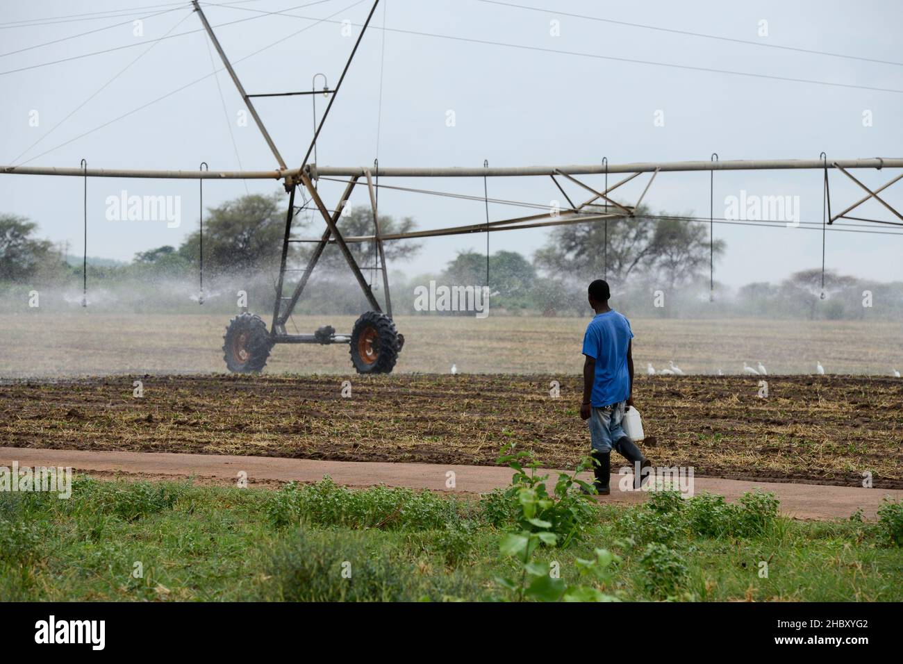 ZAMBIA, Sinazongwe District, Zambeef large farm, maize farming with Pivot irrigation, the farm was a former cotton farm of Jimmy Carter / SAMBIA, Sinazongwe Distrikt, Zambeef Farm, Maisanbau mit Pivot Kreisbewässerung, die Farm ist eine ehemalige Erdnuß- und Baumwollfarm von Jimmy Carter Stock Photo