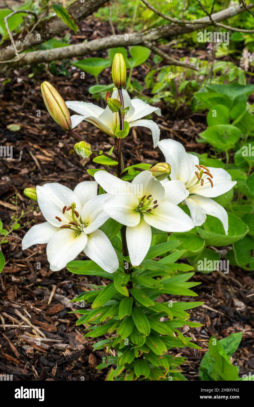 Lily 'Navona' (lilium) a summer flowering bulbous plant with a white