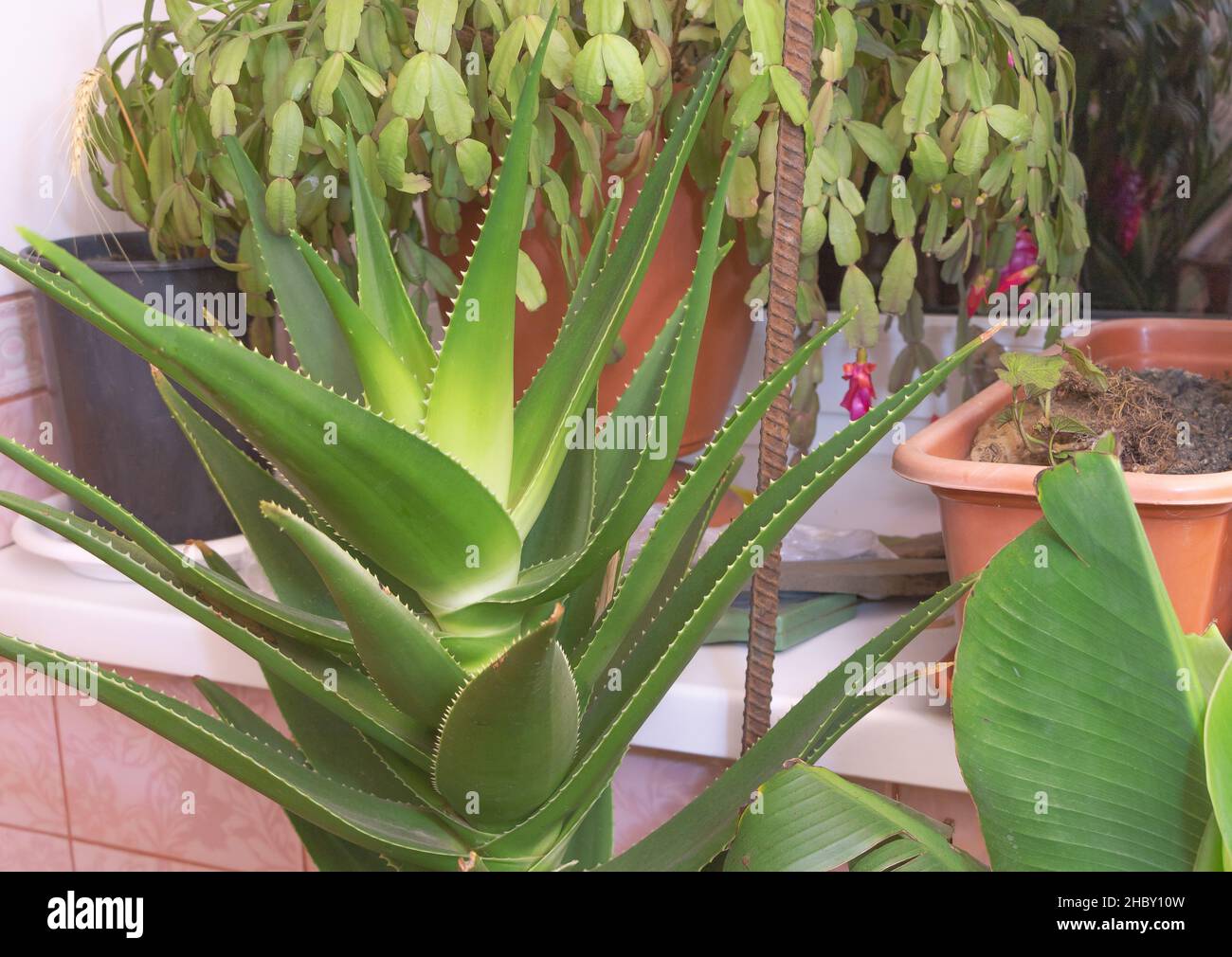 Selective focus shot of one aloe with big leaves growing inside - Medicinal plant concept Stock Photo
