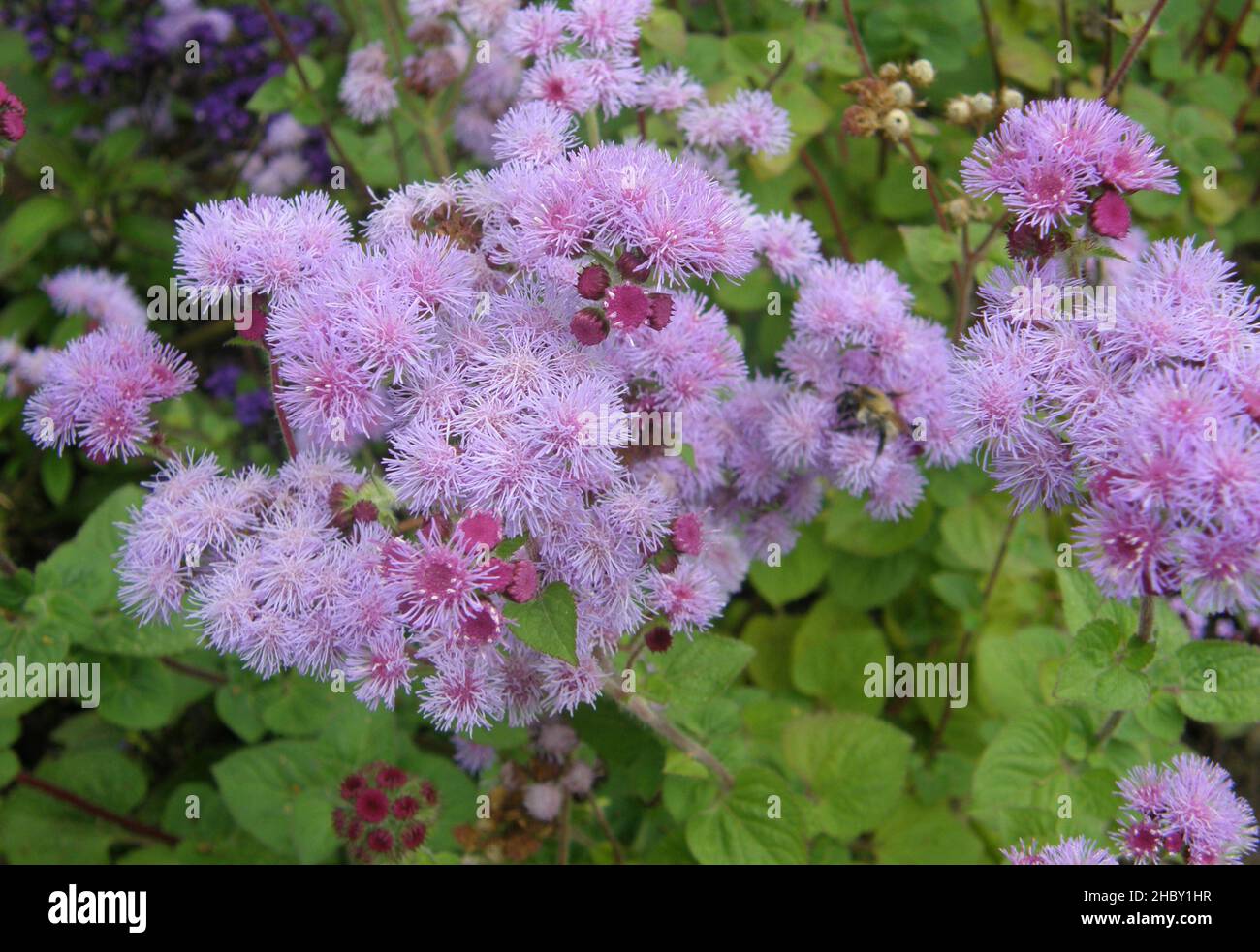 Mexican paintbrush (Ageratum houstonianum) Bukett blooms in a garden in September Stock Photo