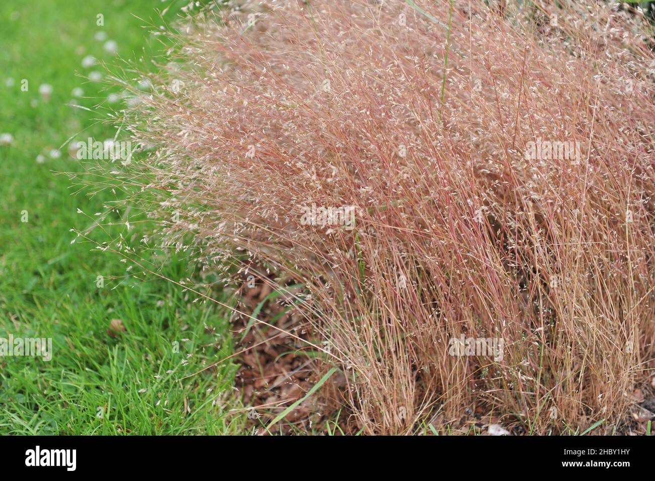 Silver hairgrass (Aira caryophyllea) blooms in a garden in June Stock Photo