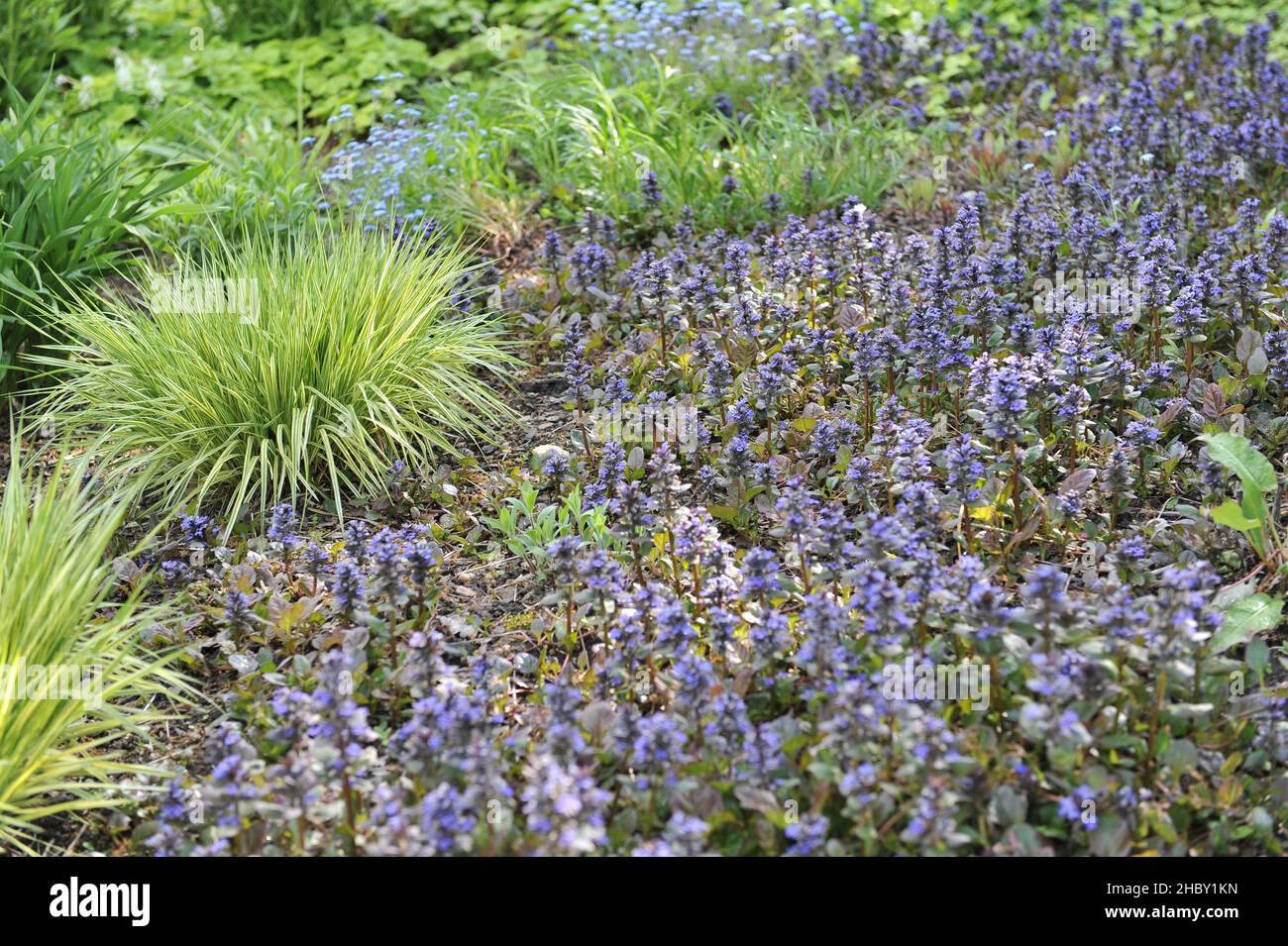 Blue bugle (Ajuga reptans) blooms in a flower bed with Molinia arundinacea Variegata a garden in May Stock Photo