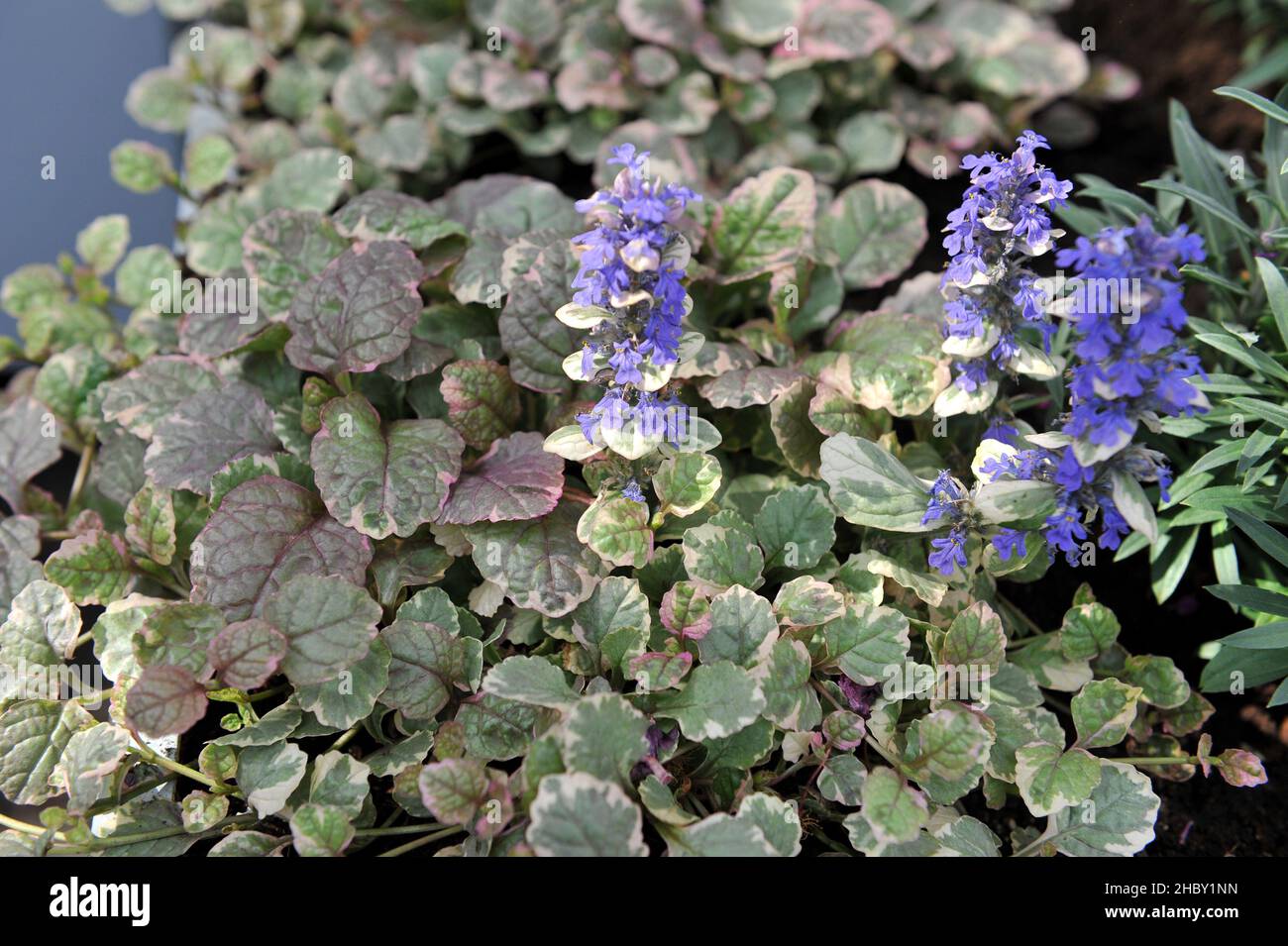 Bugle (Ajuga reptans) Variegata with variegated foliage blooms in a garden in April Stock Photo