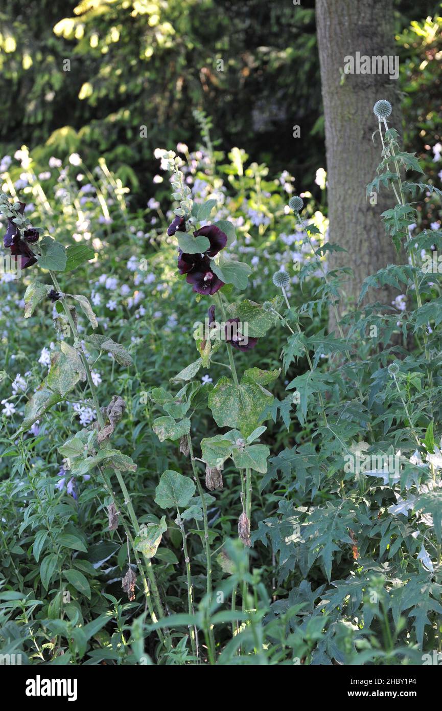 Dark purple, almost black Hollyhock (Alcea rosea) Nigra and blue globe thistle (Echinops) bloom in a garden in July Stock Photo
