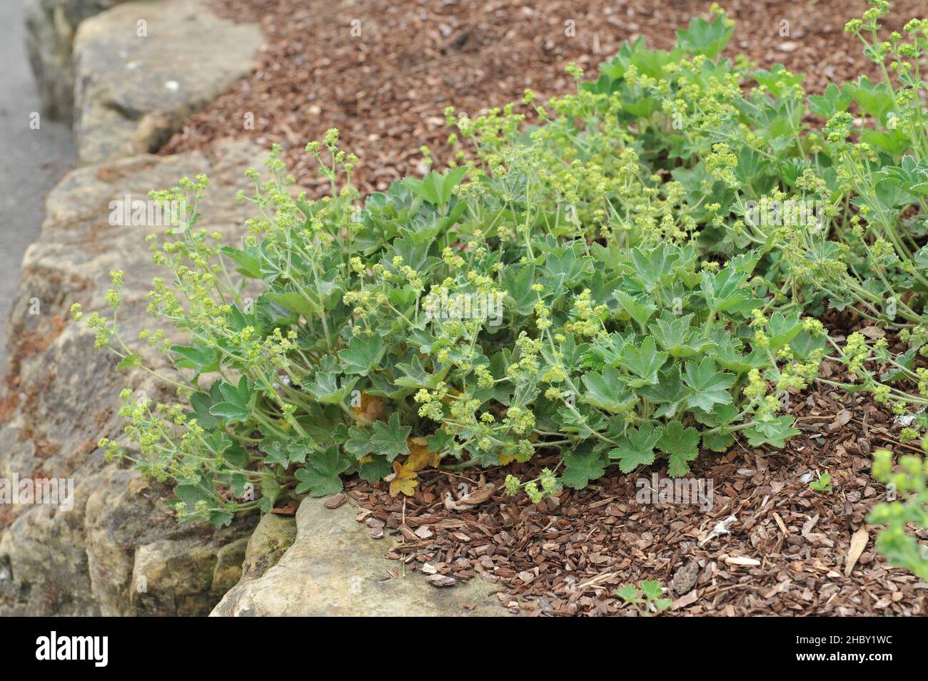 Lapeyrous' lady's mantle (Alchemilla lapeyrousii) blooms in a garden in May Stock Photo
