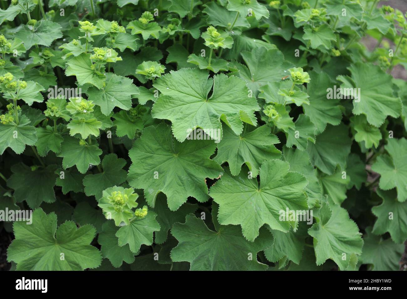 Lady's mantle (Alchemilla mollis) blooms in a garden in May Stock Photo