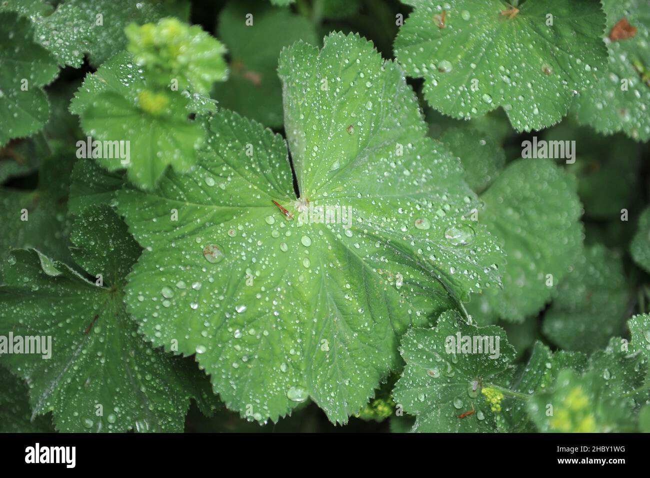 Rain drops on a lady's mantle's foliage (Alchemilla mollis) in a garden in May Stock Photo