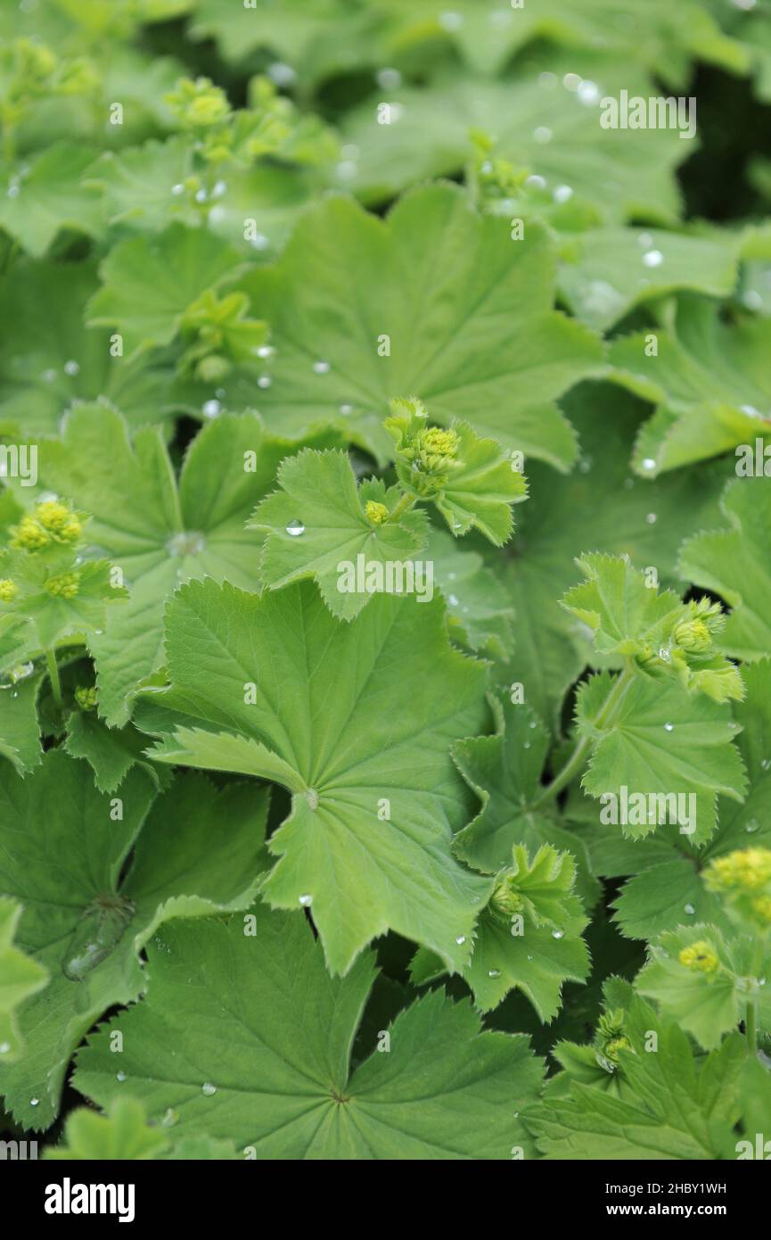 Rain drops on a lady's mantle's foliage (Alchemilla mollis) in a garden in May Stock Photo