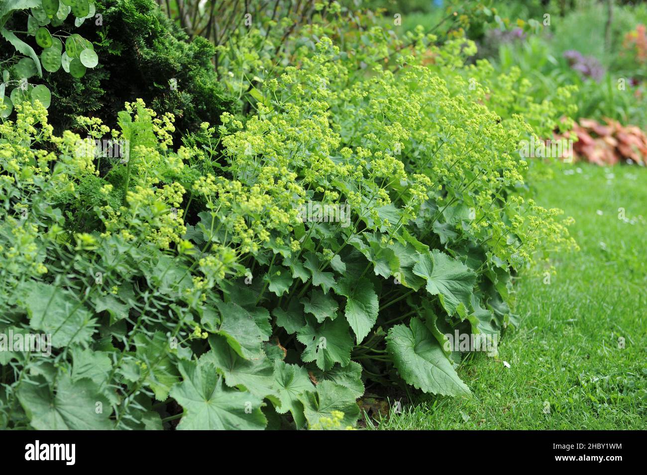 Lady's mantle (Alchemilla mollis) blooms in a garden in June Stock Photo