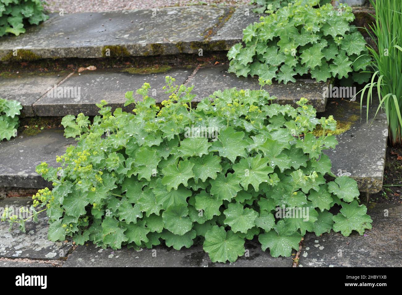 Lady's mantle (Alchemilla mollis) blooms on stone steps in a garden in May Stock Photo