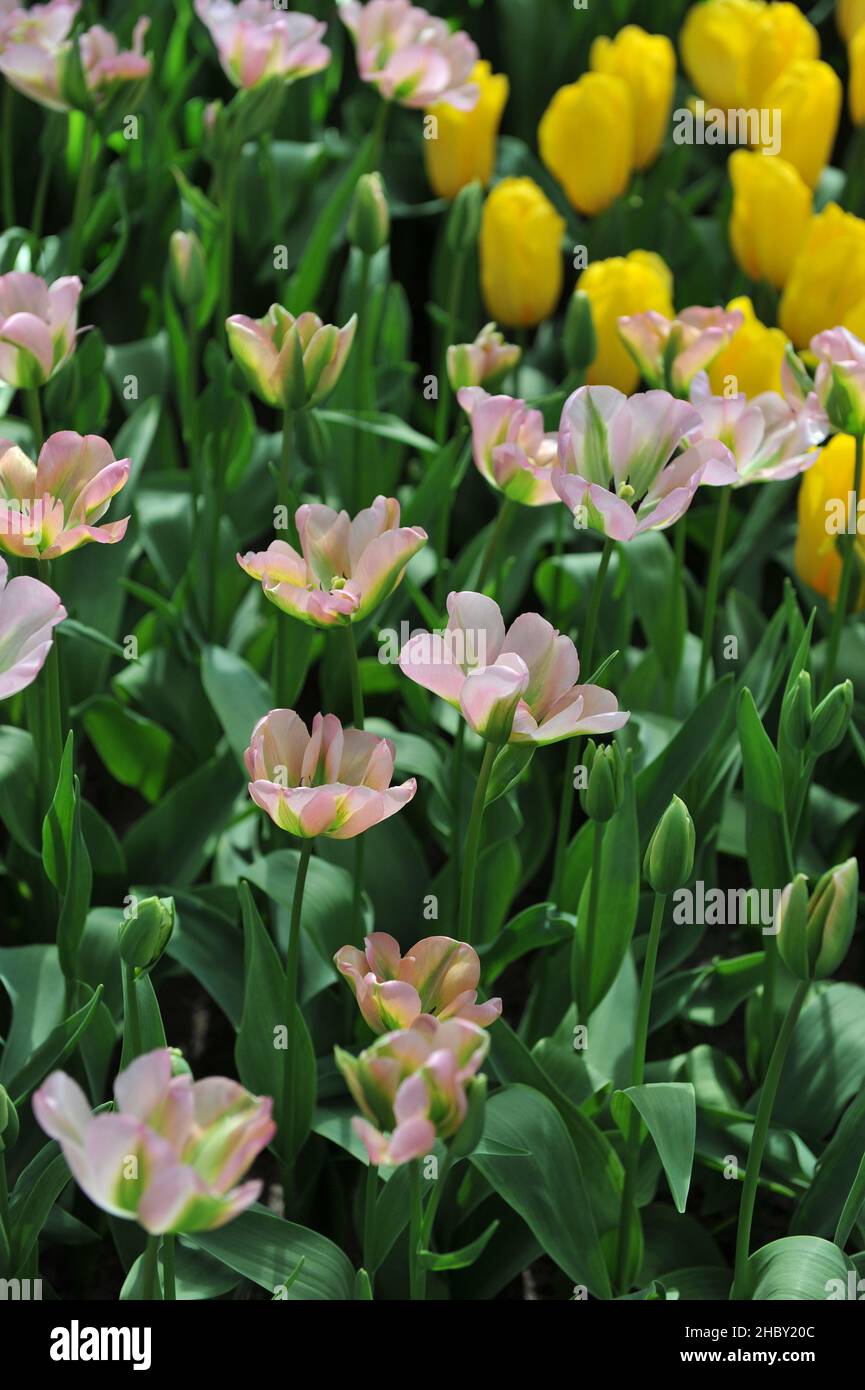 Pink, green and white Viridiflora tulips (Tulipa) Groenland bloom in a garden in April Stock