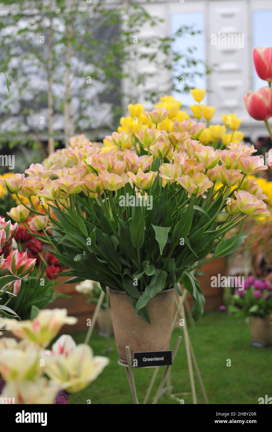 A bouguet of pink, green and white Viridiflora tulips (Tulipa) Groenland on an exhibition in May Stock Photo