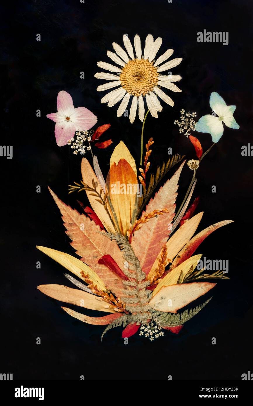 Vintage pressed flowers hi-res stock photography and images - Alamy