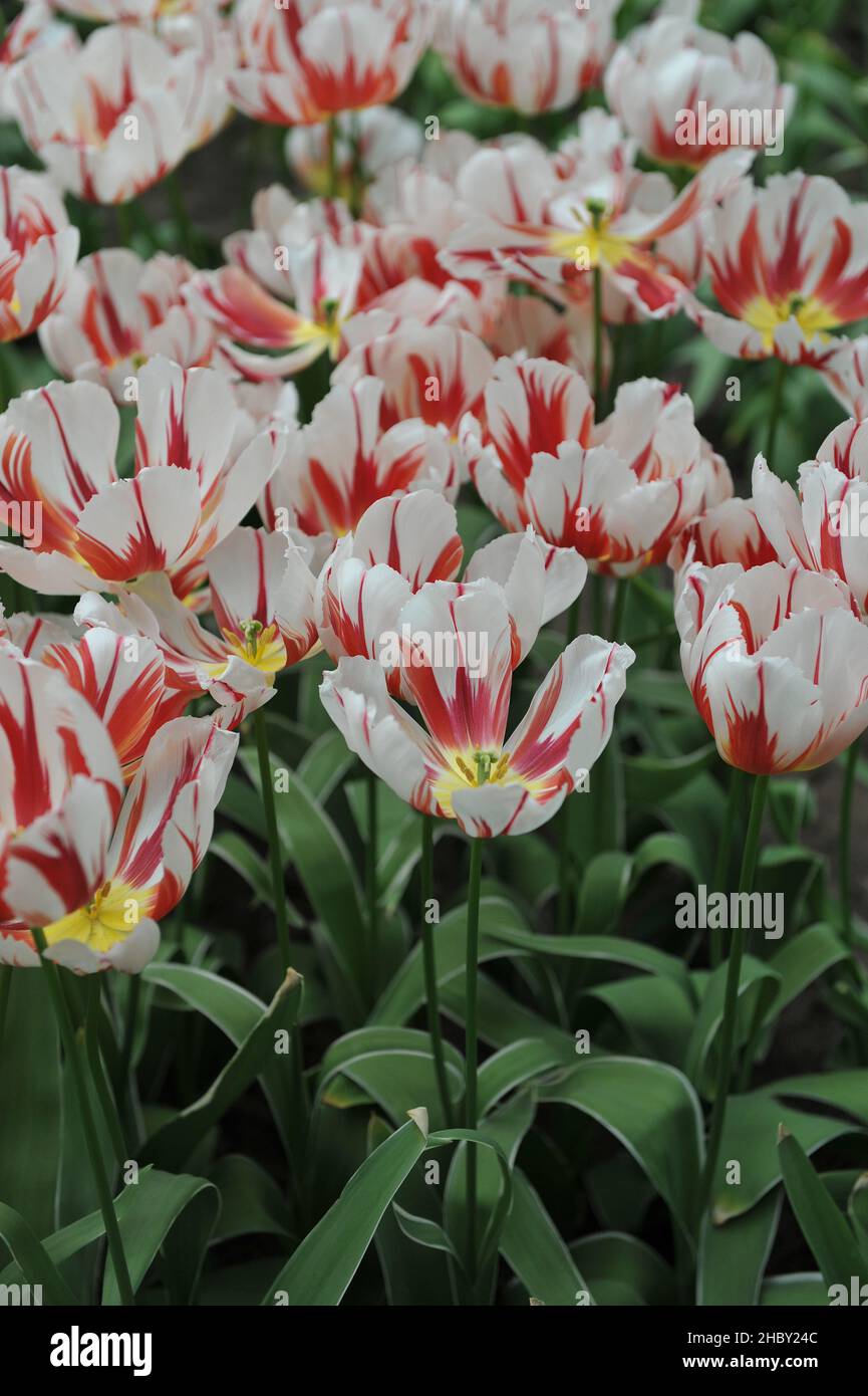 Red and white Triumph tulips (Tulipa) Happy Generation with variegated
