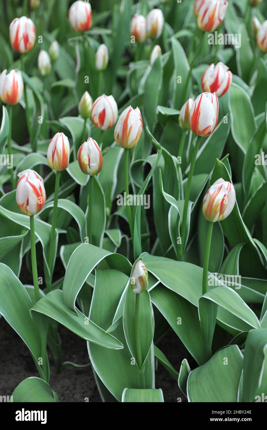 Red and white Triumph tulips (Tulipa) Happy Generation with variegated