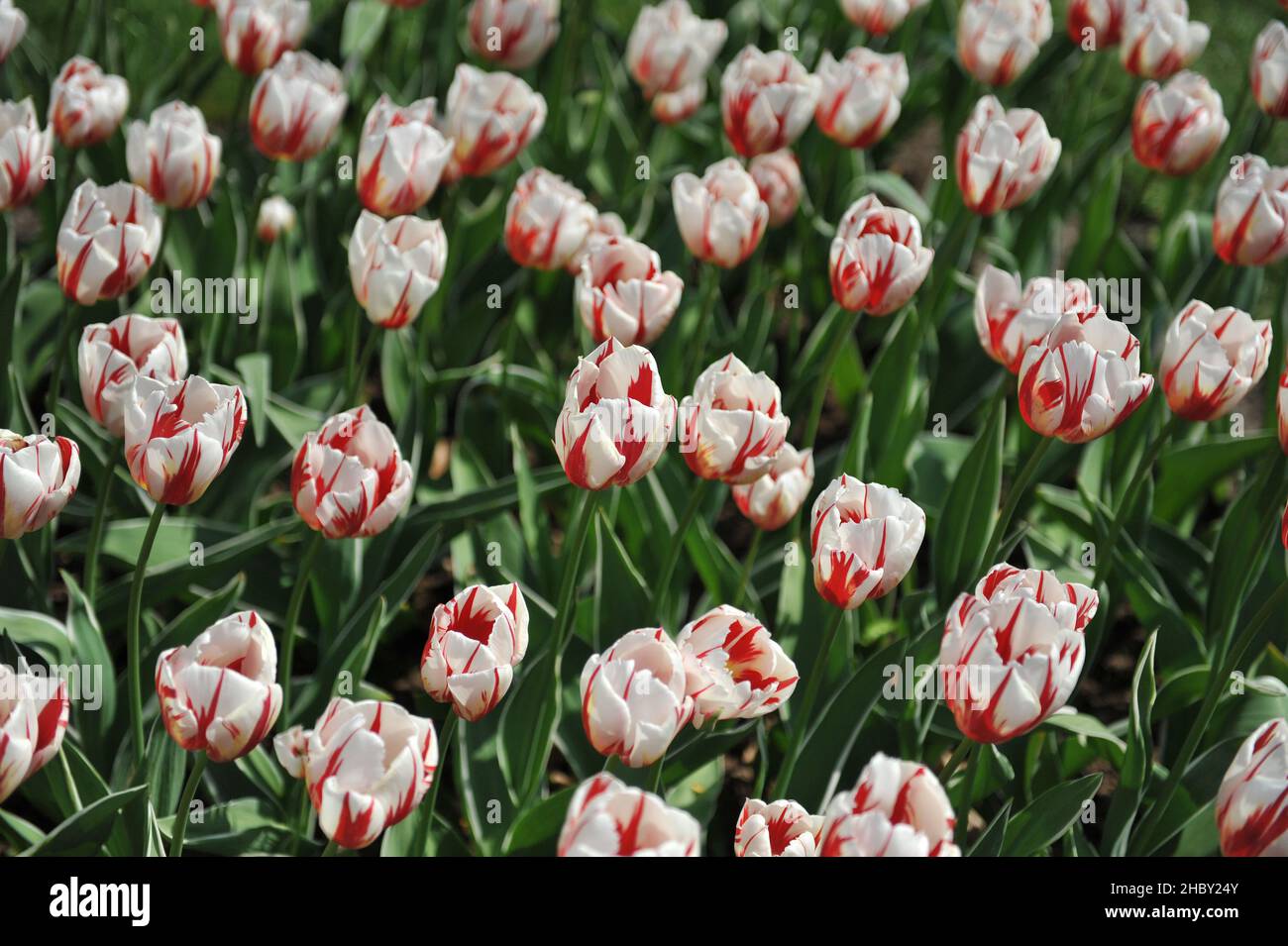 Red and white Triumph tulips (Tulipa) Happy Generation with variegated