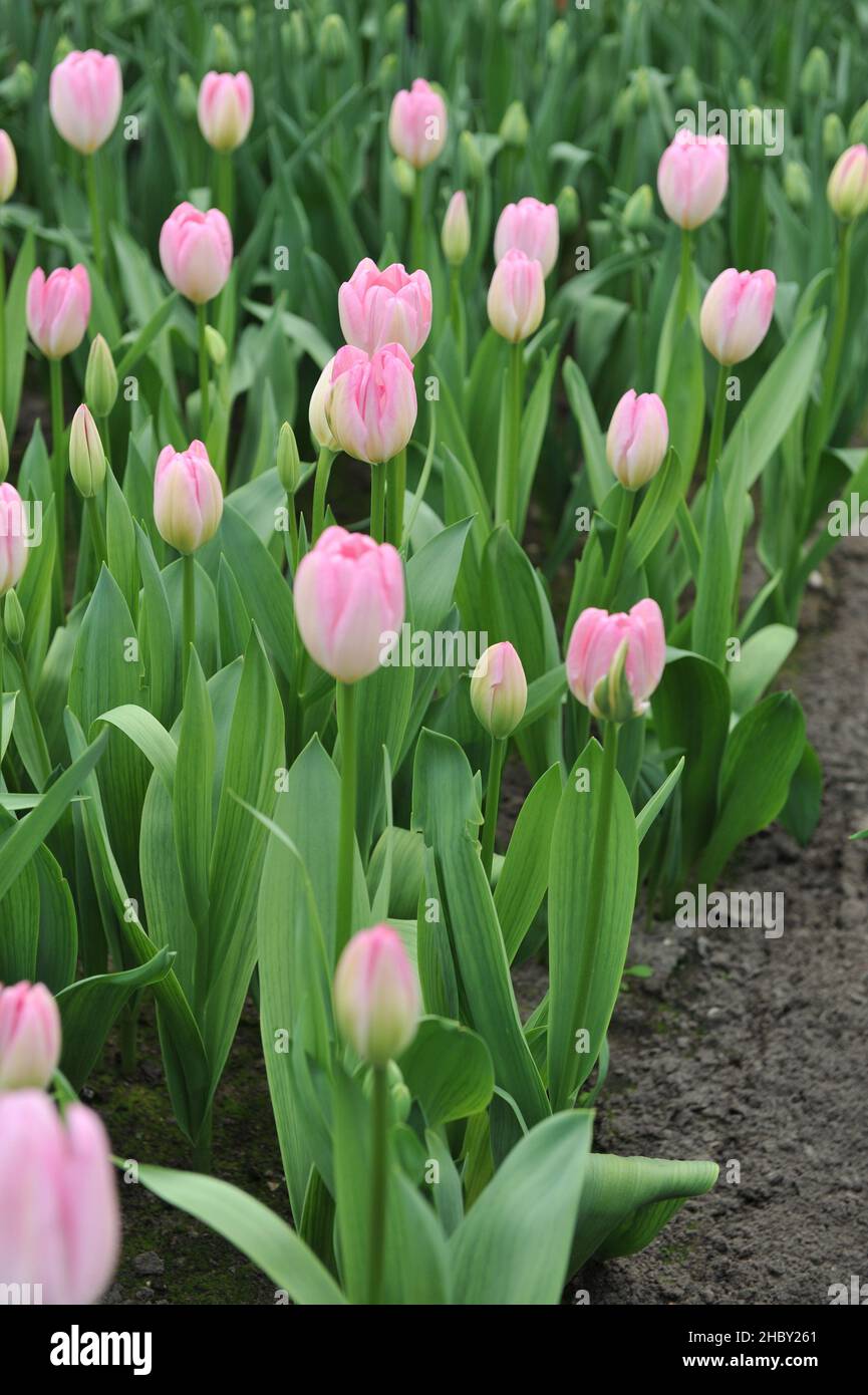 Pink Darwin Hybrid tulips (Tulipa) Hatsuzakura bloom in a garden in