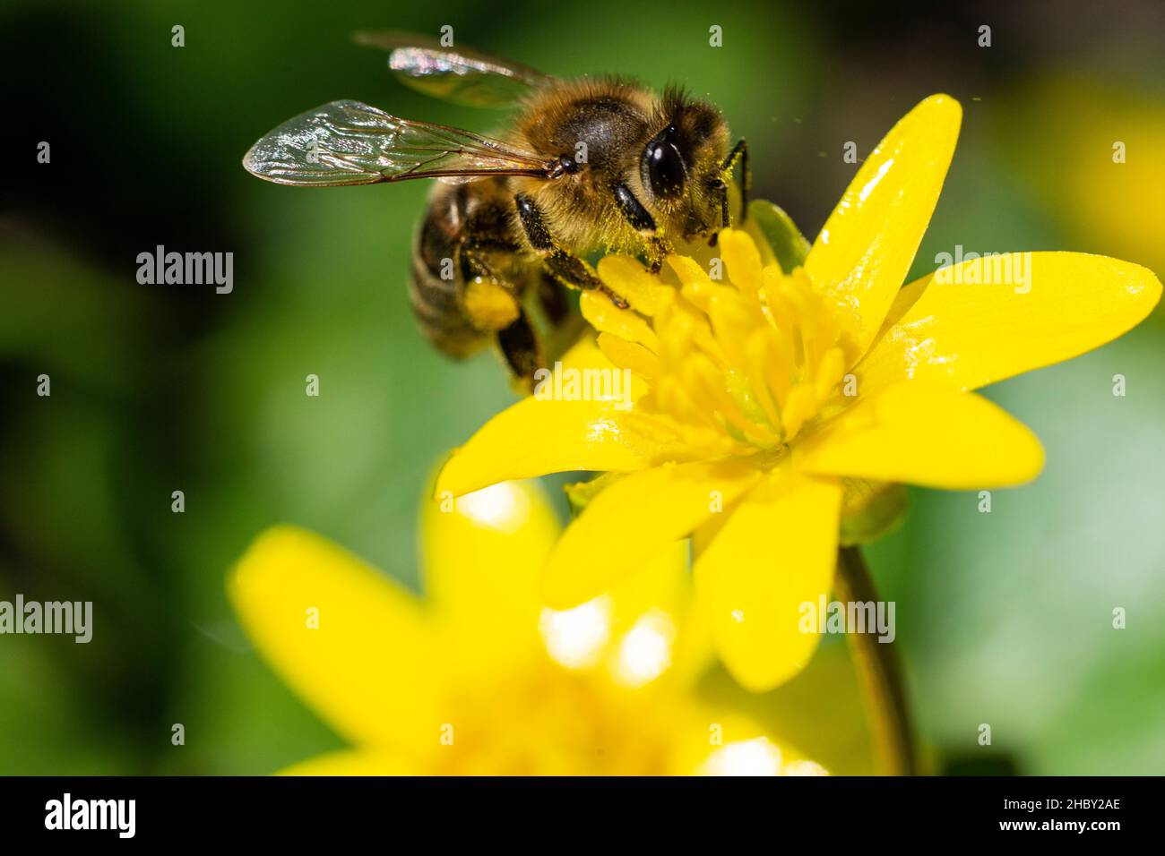 Bee on a ficaria ranunculoides flower, macro Stock Photo