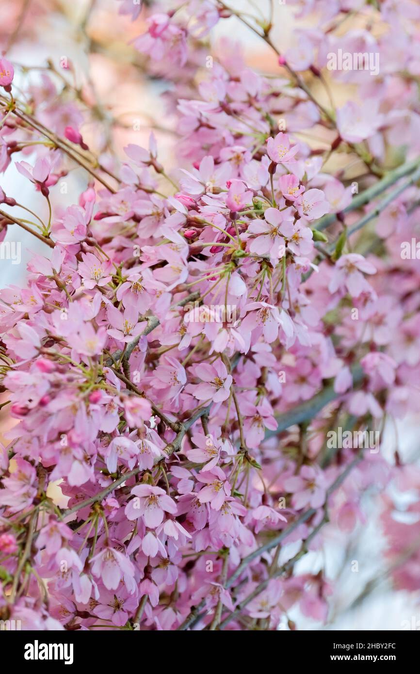 Prunus pendula 'Pendula Rubra'. Pink flowering small weeping cherry tree. Blossom in early spring Stock Photo