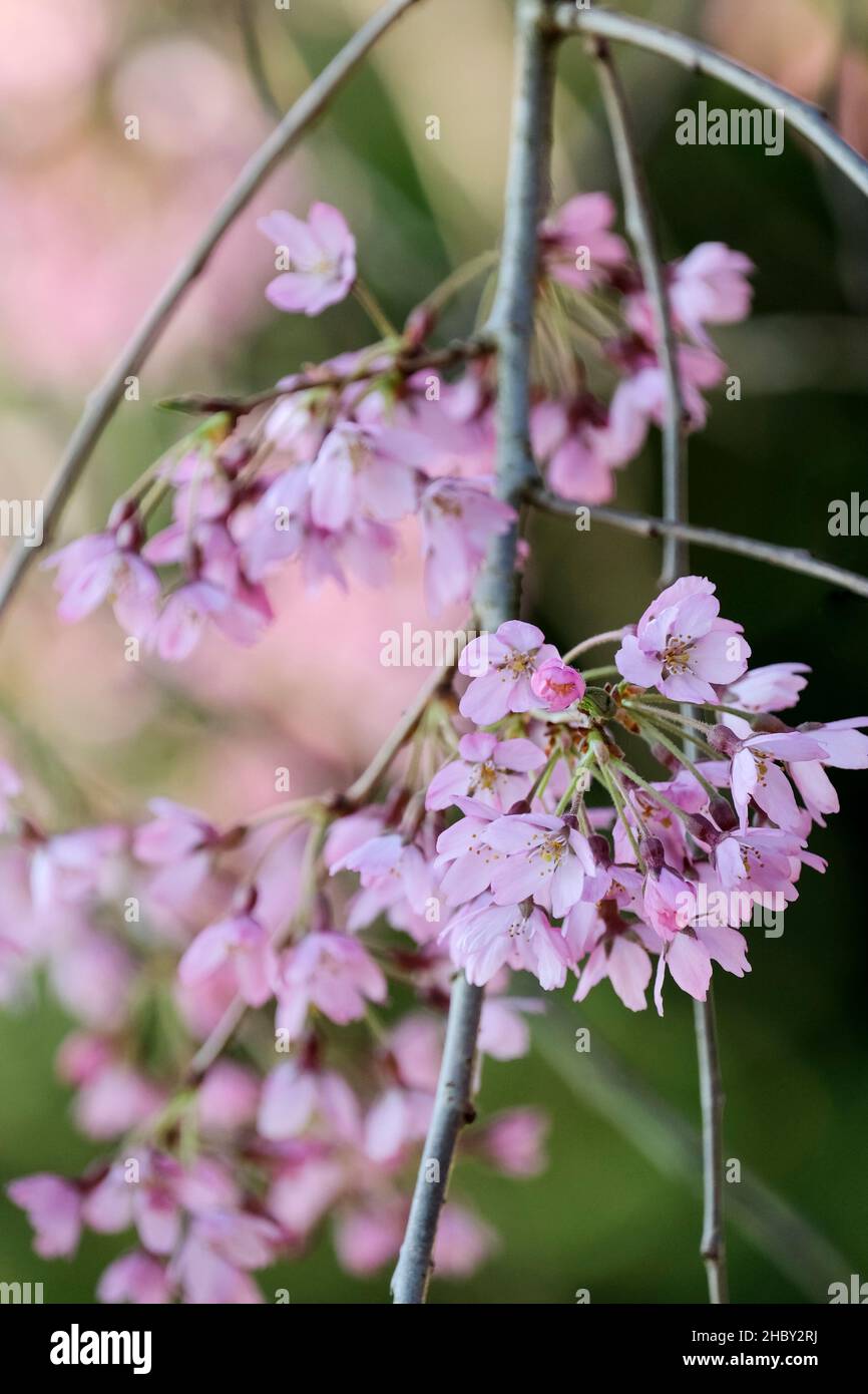 Prunus pendula 'Pendula Rubra'. Pink flowering small weeping cherry tree. Blossom in early spring Stock Photo