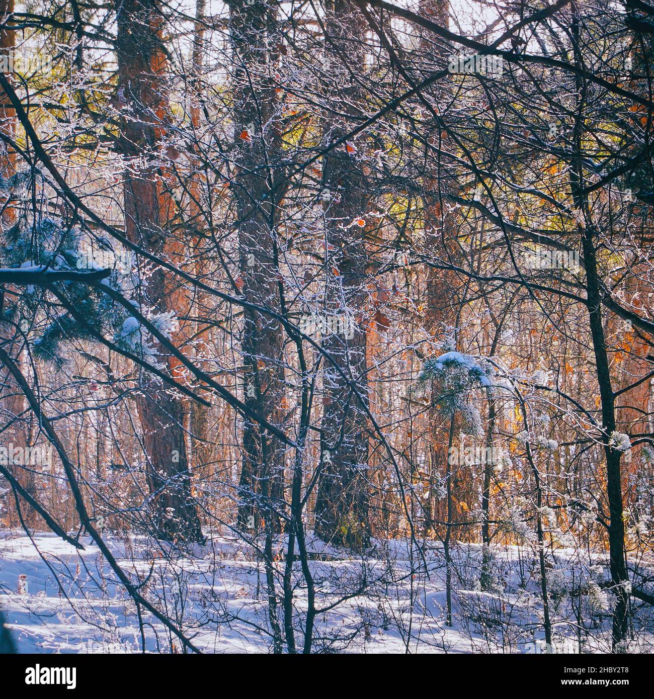 The trunks of pine trees in the winter pine forest Stock Photo - Alamy