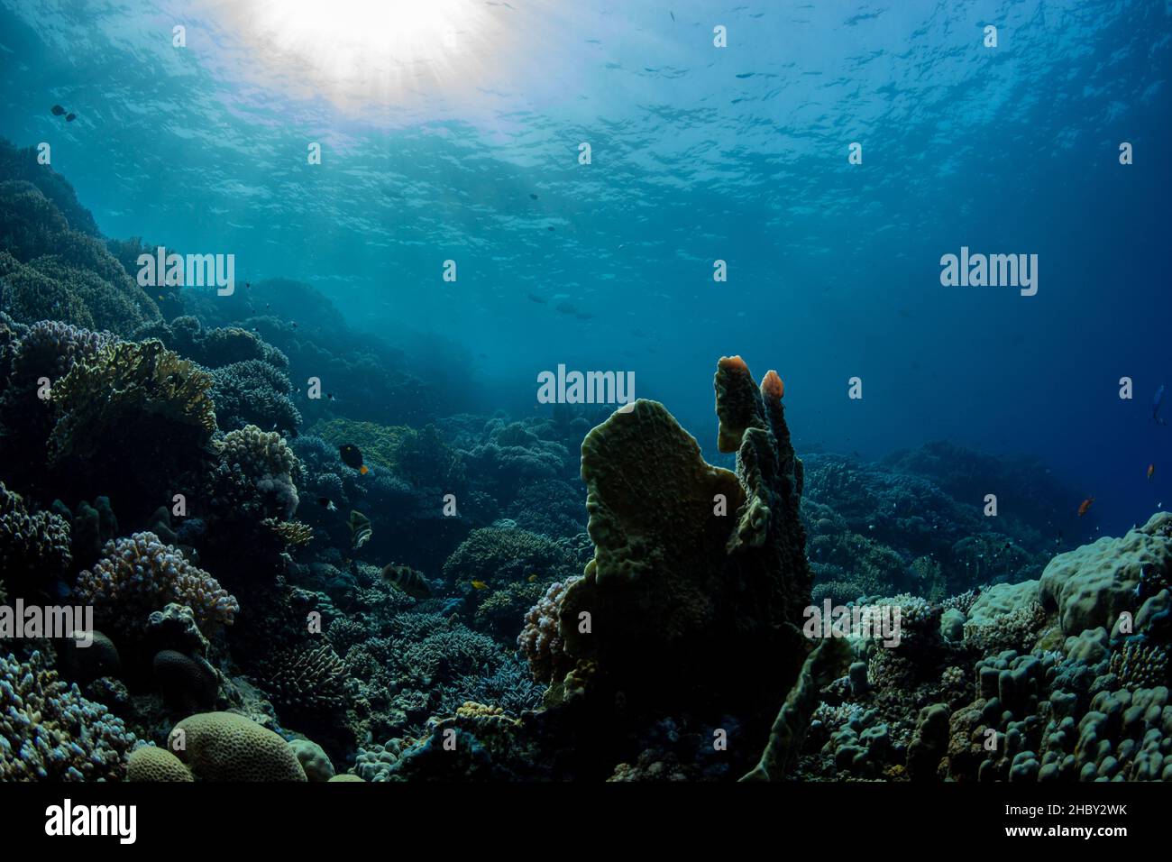 Beautiful coral reef full of life in the Red Sea in southern Egypt Stock Photo