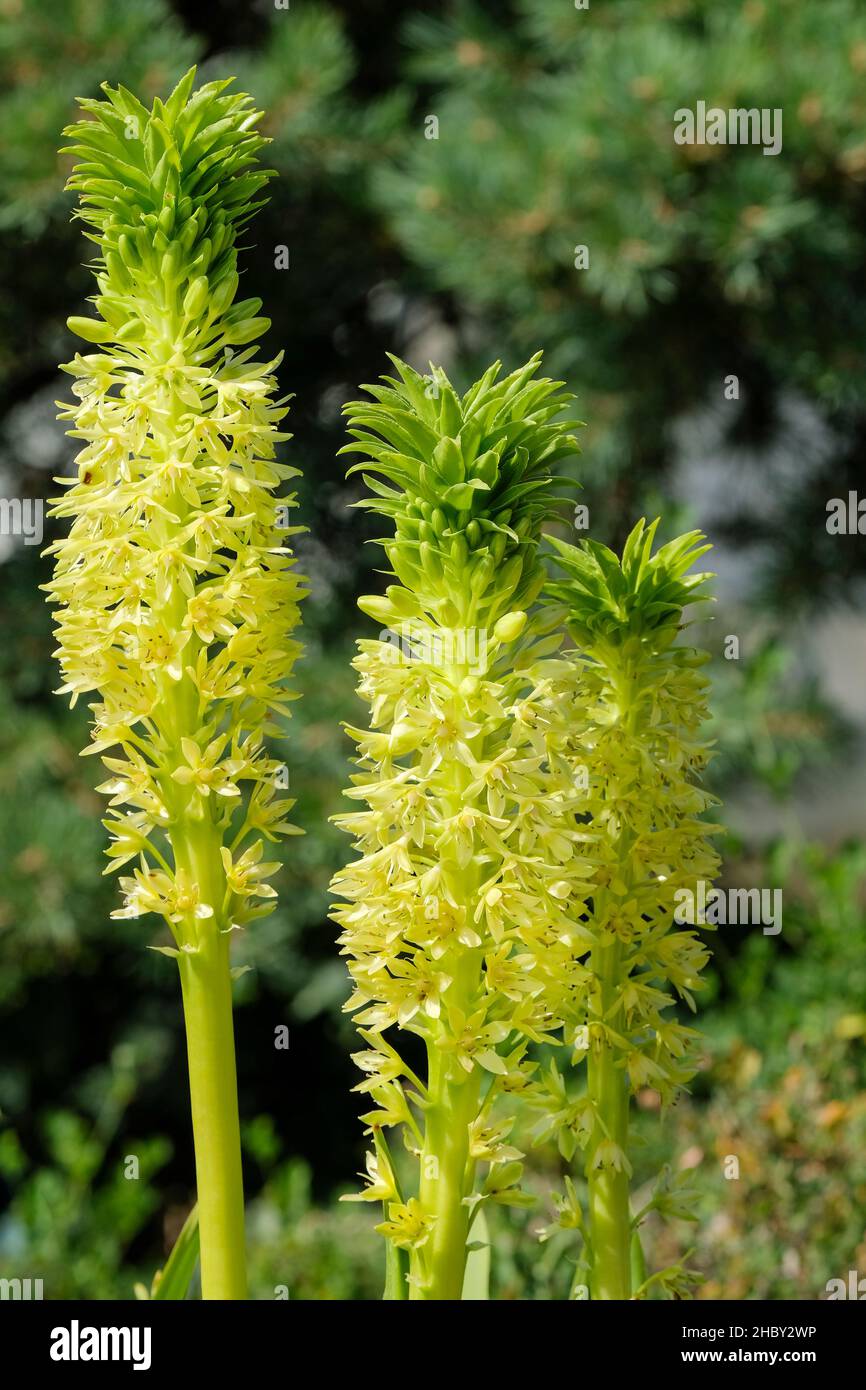 Eucomis autumnalis subsp. clavata, Eucomis albomarginata, Eucomis clavata, Eucomis robusta. Pineapple lily. Stock Photo