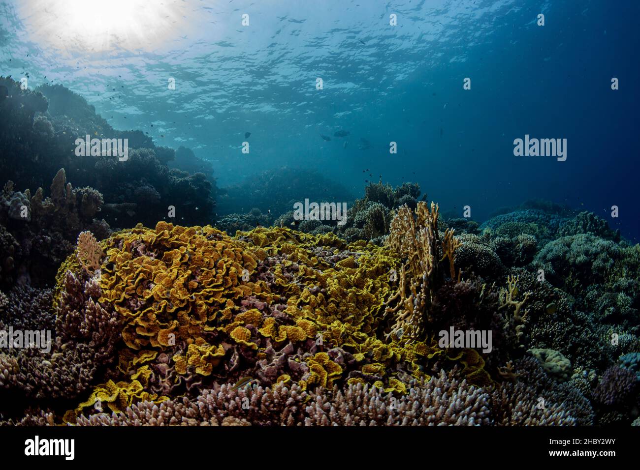 Beautiful coral reef full of life in the Red Sea in southern Egypt Stock Photo