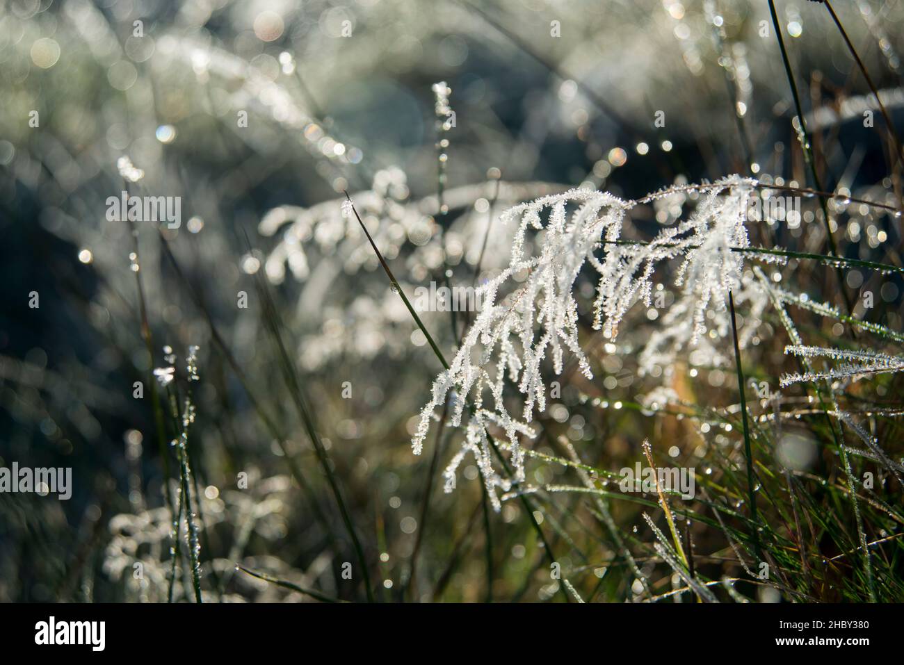 Ice crystals on wild hi res stock photography and images Alamy Ice crystals on wild hi res stock photography and images Alamy