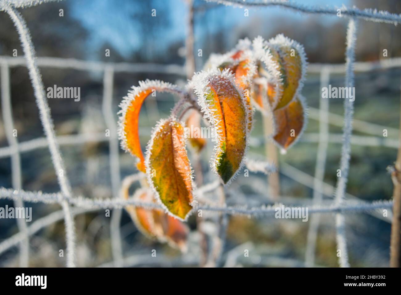 Ice crystals on the leaves are colorful. Freezing rain. Stock Photo