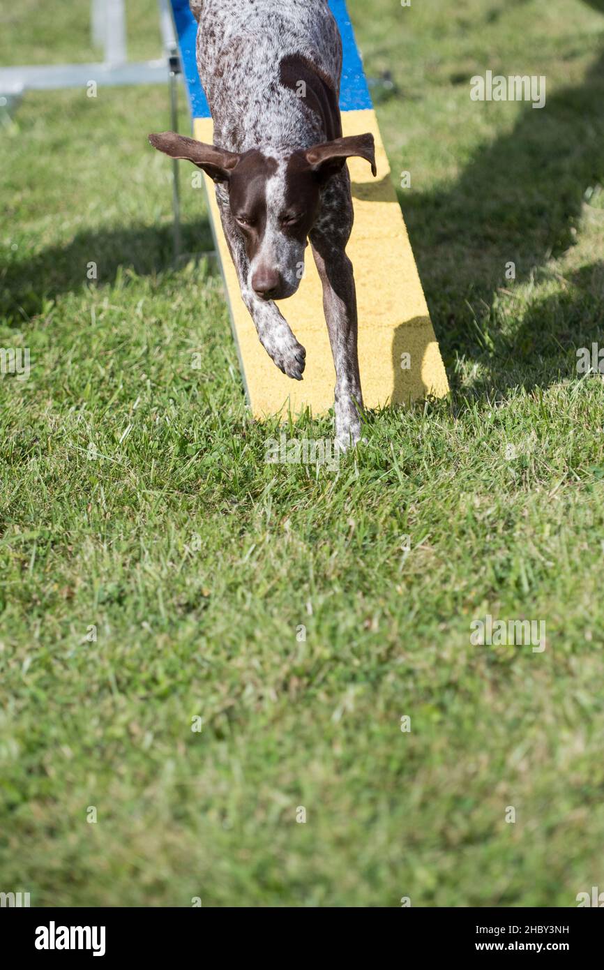 German Shorthair Pointer running down agility obstacle Stock Photo Alamy