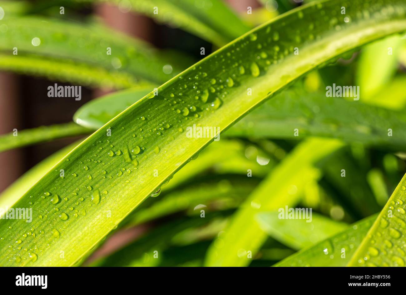 water drops on a leaf Stock Photo