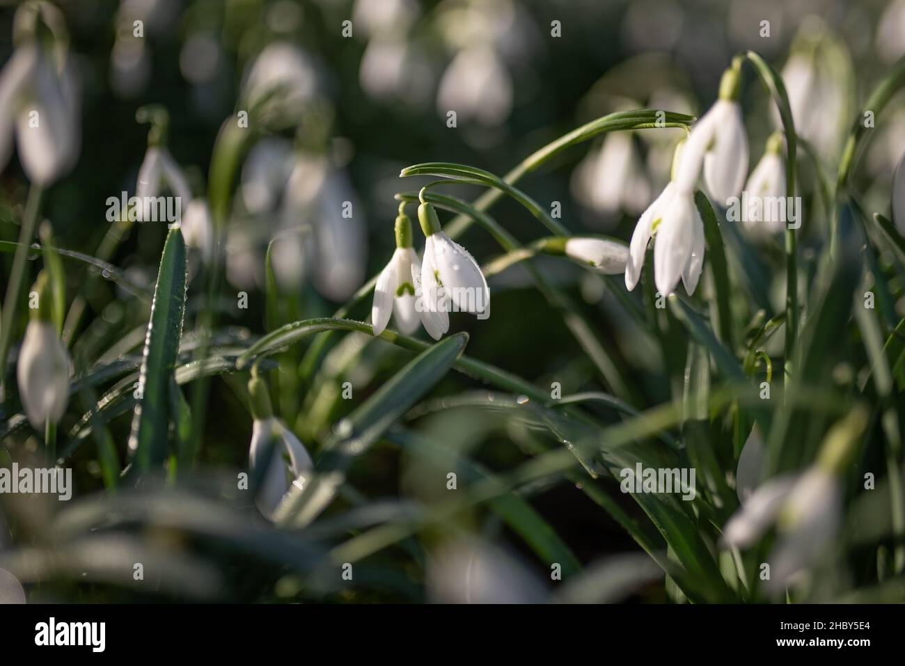 Snowdrops with blurred background. Copy space. Stock Photo