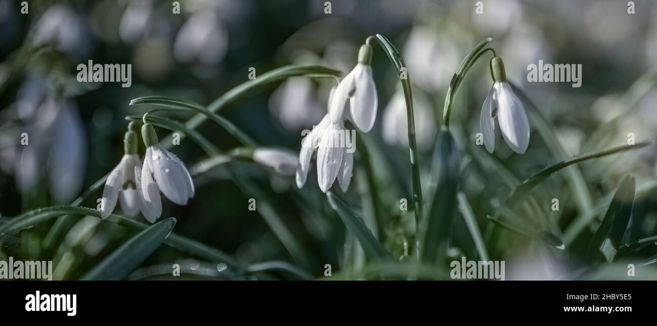 Snowdrops. Spring time background banner. Stock Photo