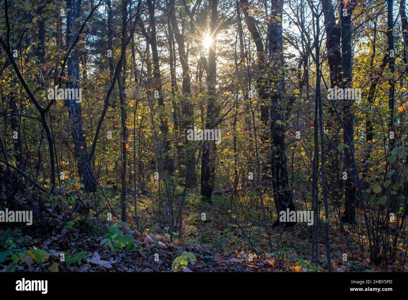 sunny evening in the forest, autumn Stock Photo