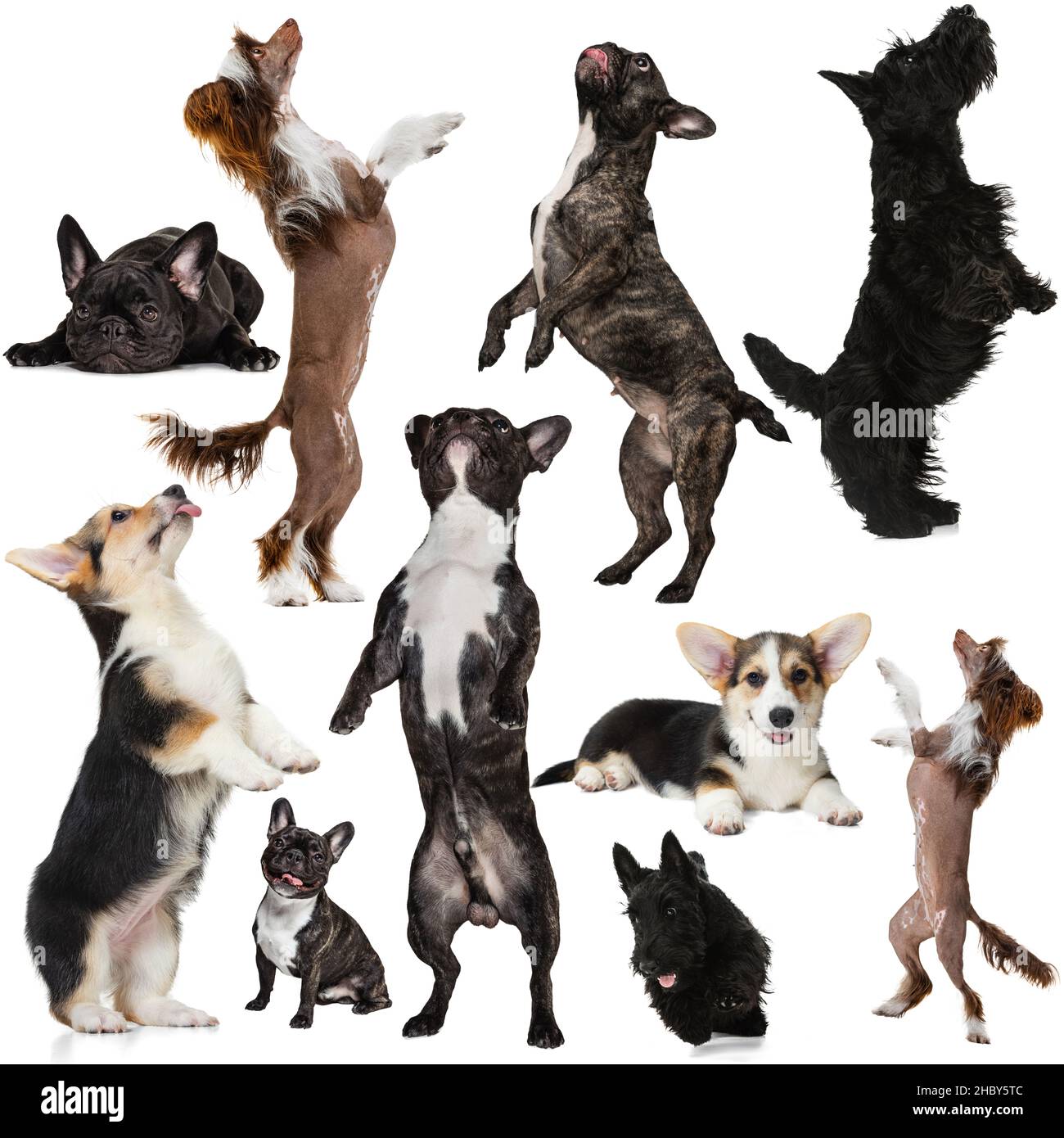 Collage of different purebreed dogs in different poses isolated over ...