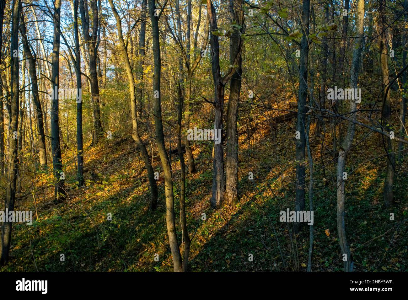 sunny evening in the forest, autumn Stock Photo