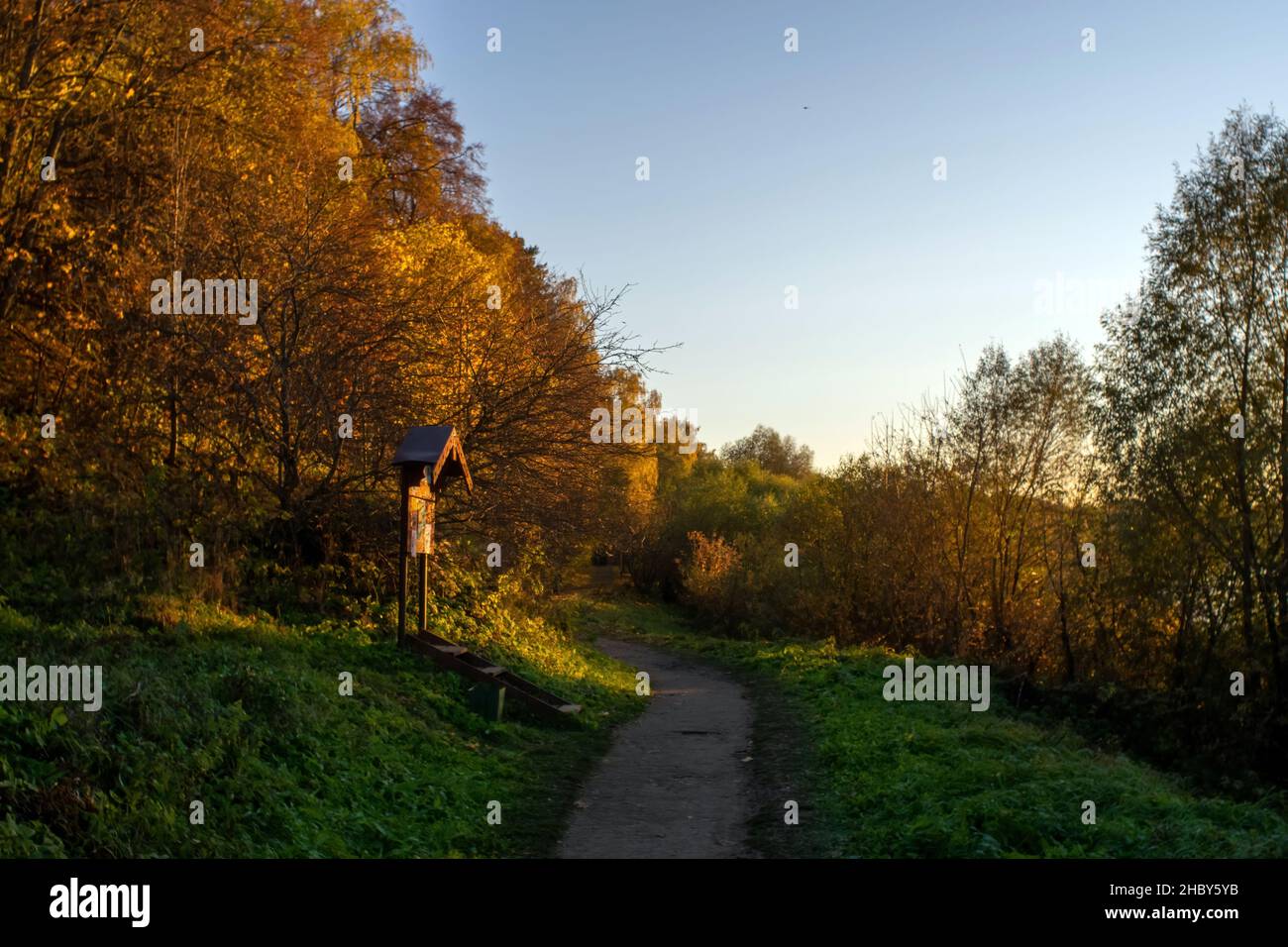 sunny evening in the forest, autumn Stock Photo