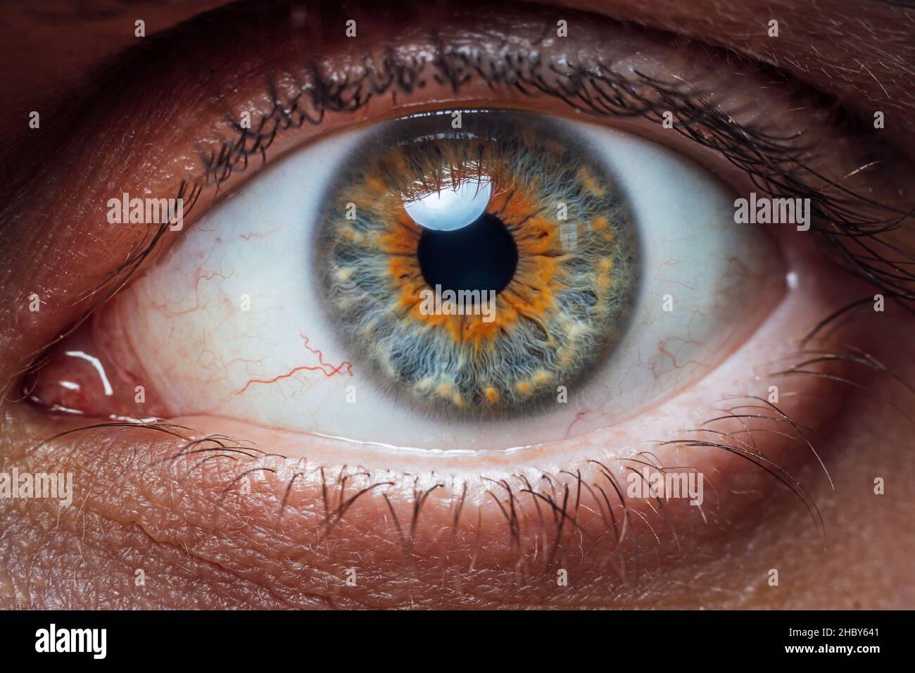 Beautiful macro photo of man's eye. Close up of blue brown eye with capillaries. Macro image of human eye. Stock Photo