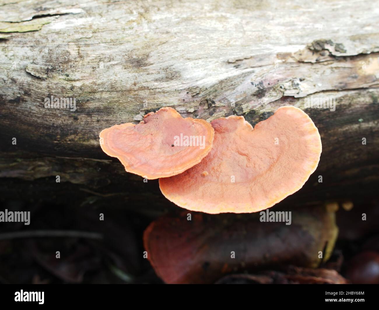 Parasitic fungus from the family Fomitopsidaceae that grows on fallen wood Stock Photo