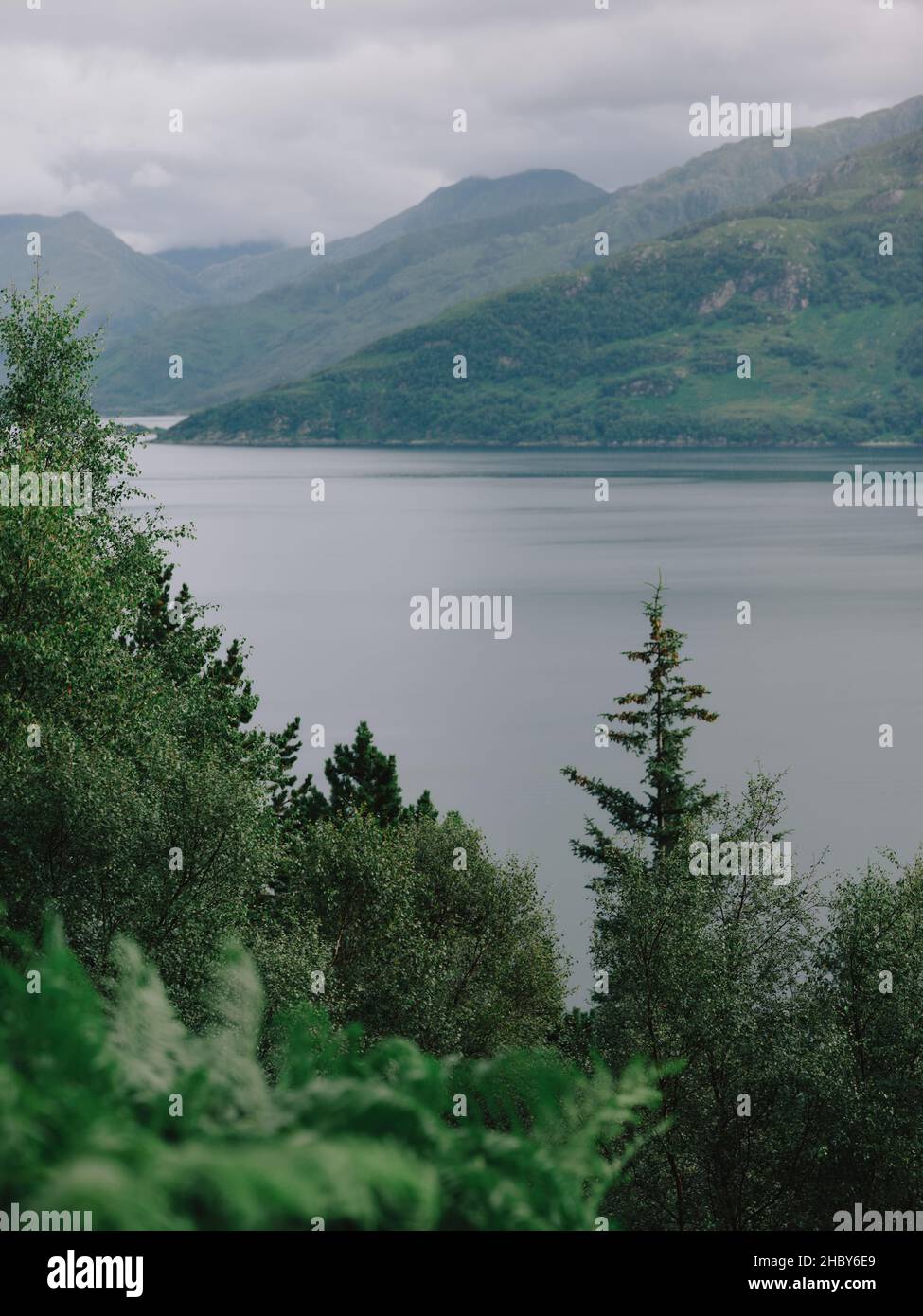 A minimal Scottish tree woodland, sea loch and mountain summer coastline landscape in the West Highlands Scotland UK Stock Photo