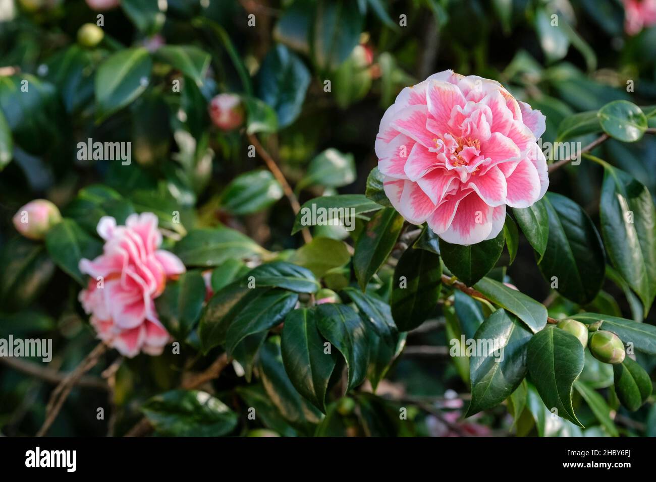 Camellia japonica 'Hikarugenji', Camellia japonica 'Herme', Camellia japonica Herme, Camellia japonica 'Hikaru Genji', semi-double Stock Photo