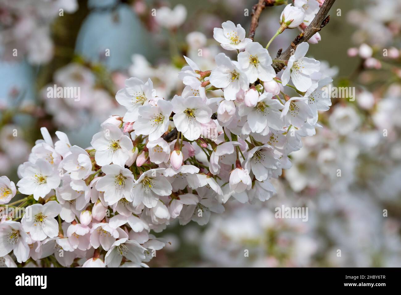 Prunus × yedoensis 'Somei-Yoshino'. yoshino cherry, Hybrid cherry. Cherry blossom, spring Stock Photo